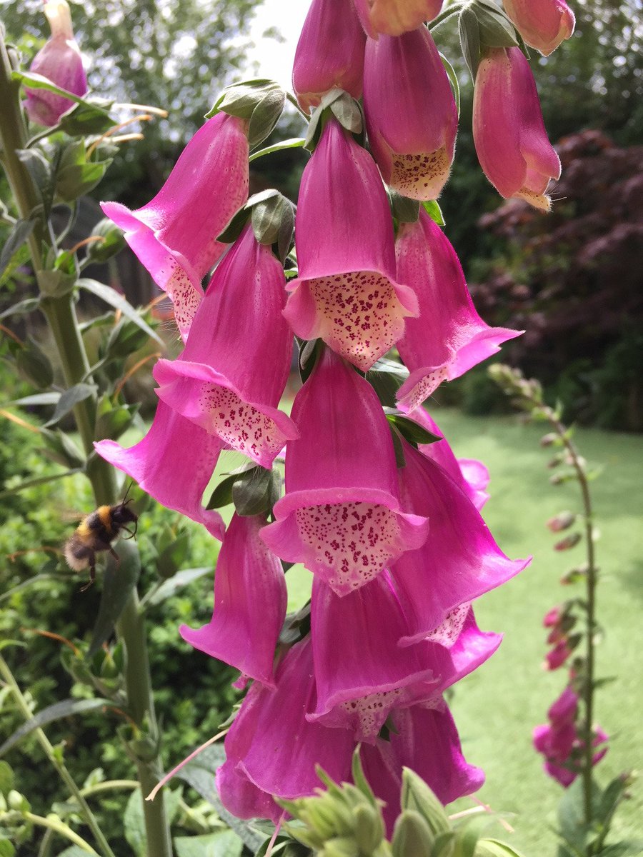 TythorneGD's tweet image. We just love foxgloves, and they are our garden designer's plant of the month for June 2018. Read more about why we love to include them in the planting plans we design for our customers...
tythorne.com/blog/our-garde…