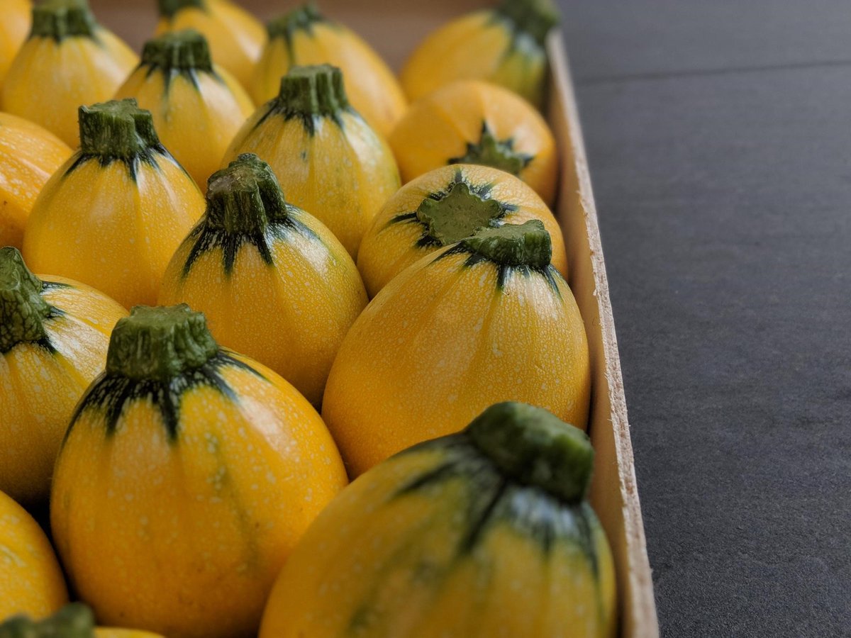 SolsticeFood's tweet photo. ๐๐ Round yellow courgette ๐๐ #courgette #yellowcourgette @philipbritten @alexanderimmack @jason_boakes @01greengrocer @TonyGreengrocer https://t.co/iCmPIVwldk