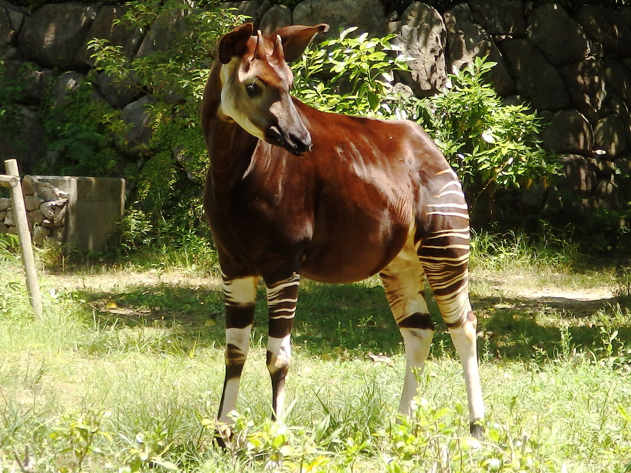 横浜市立金沢動物園 公式 オカピのトト オス です ズーラシアから金沢動物園へ移動したオカピのトト が 6月17日 日 13 30 16 00頃まで 展示場に出ます 雨天の場合は 延期いたします 横浜市立金沢動物園 公式 オカピのトト オス です ズーラシアから金沢動物園へ移動したオカピのトト が 6月17日 日 13 30 16 00頃まで 展示場に出ます 雨天の場合は 延期いたします