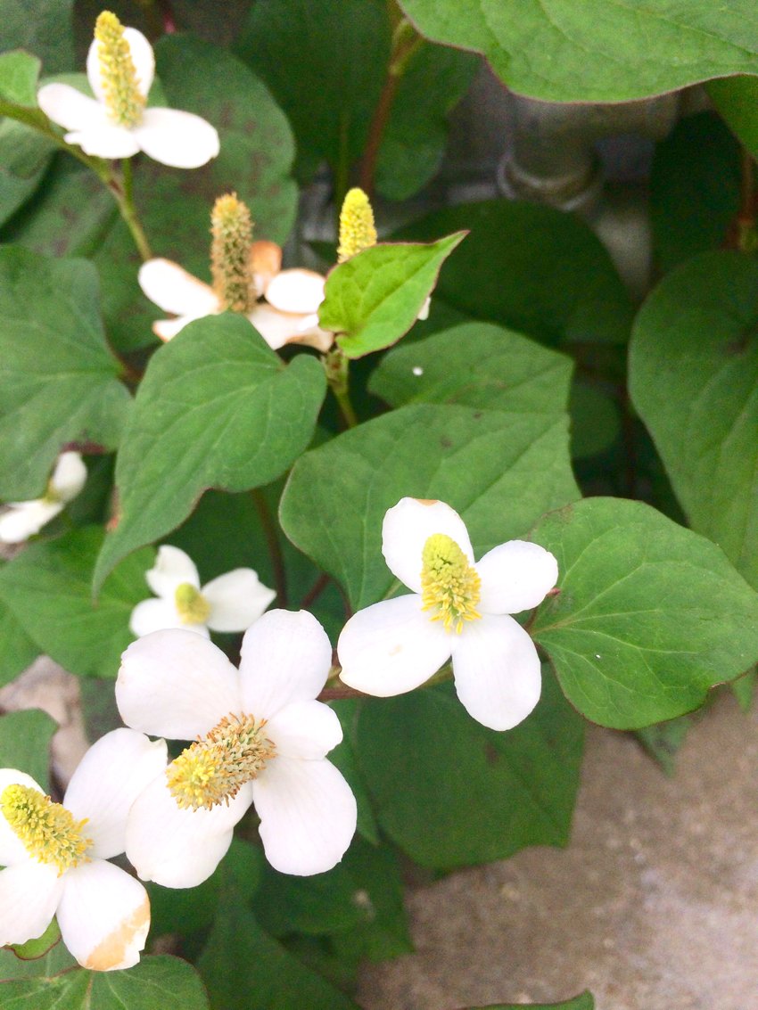 佐久間誉之 Irodori 家の軒下に生えているドクダミ草 薬草なんです 皮膚のトラブルにgood でも最近はすっかり雑草扱い 子供の頃蚊に刺された時葉っぱを揉んであててました ドクダミ茶も美味しいですよね 最近飲んでないけど 苦笑 今日は朝から 佐久間誉之 Irodori 家の軒下に生えているドクダミ草 薬草なんです 皮膚のトラブルにgood でも最近はすっかり雑草扱い 子供の頃蚊に刺された時葉っぱを揉んであててました ドクダミ茶も美味しいですよね 最近飲んでないけど 苦笑 今日は朝から
