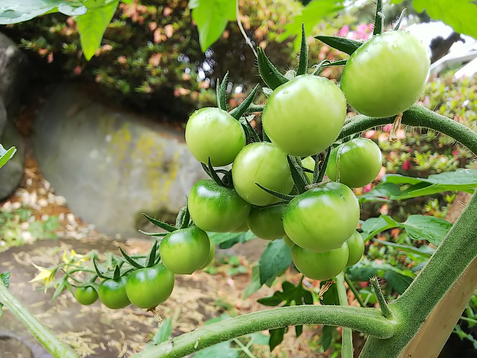 信州発 家庭菜園 Q S Natural Garden ミニトマト もそろそろ終盤 小粒な感じになってきました 最後に咲いた ミニひまわり と一緒にパチリ ピンキー キラーズ トマト てしまの苗屋 ビンセントクリアオレンジ サカタのタネ 切り花