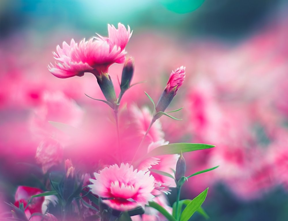 [오늘 탄생화:6월 15일] Carnation 2000여년전부터 재배한 기록이 있다 하며, 장미,국화,튤립과 세계4대절화로 여김. 꽃말'정열' 오늘 생일이신분들 축하드려요~