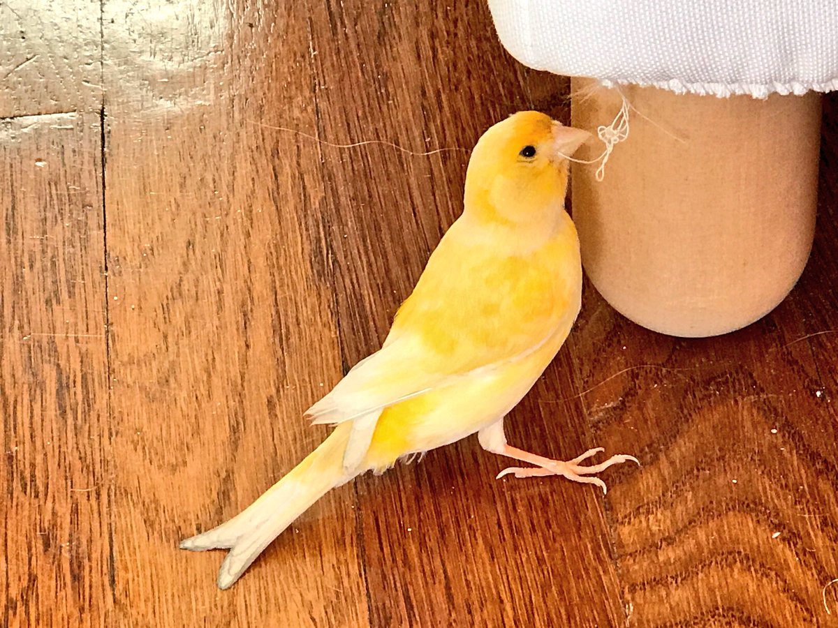 Davallree's tweet photo. I have to thank @nsgrantham for checking in on my birdie. I really love the dispatches. She was caught red handed! #nestingmaterials https://t.co/AJJbV4yJ0g