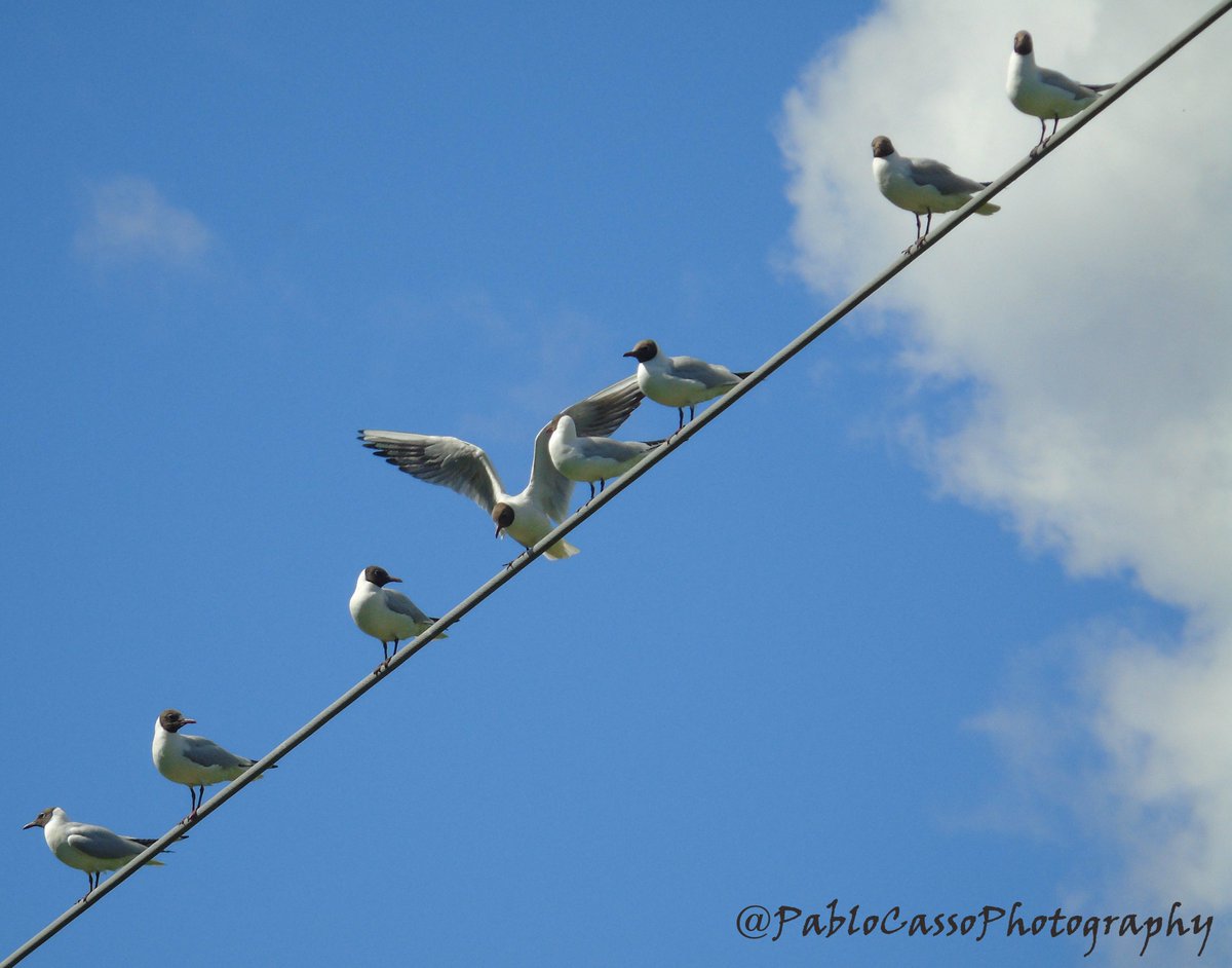 Pablo Casso tweet media