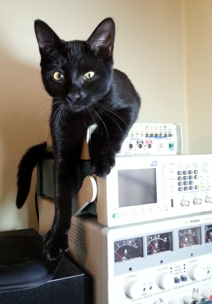 theboods's tweet photo. I see you have a machine that goes, 'Ping!' #cat #cats #catsoftwitter #blackcats #FridayFeeling #fridaymotivation #engineers #NHS @montypython #electronicengineers https://t.co/TD4h2VgKtc