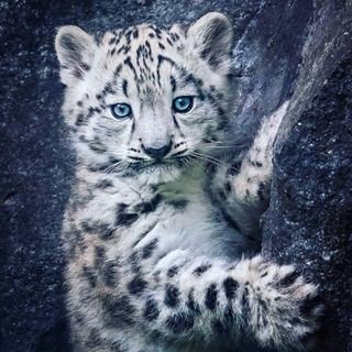 healthypetsyste's tweet photo. @healthypetsyste reposting @animal.bestpics: - via @Crowdfire
This Snow Leopard is amazing! Soo cute
.
#snowleopard #snowleopards #whiteleopard #leopard #leopards #leopardo #animal #animals #animales #animalsofinsta #animalsofig #animalsofinstagram
https://t.co/SwoBsMPOlR https://t.co/V60oFKGhZi