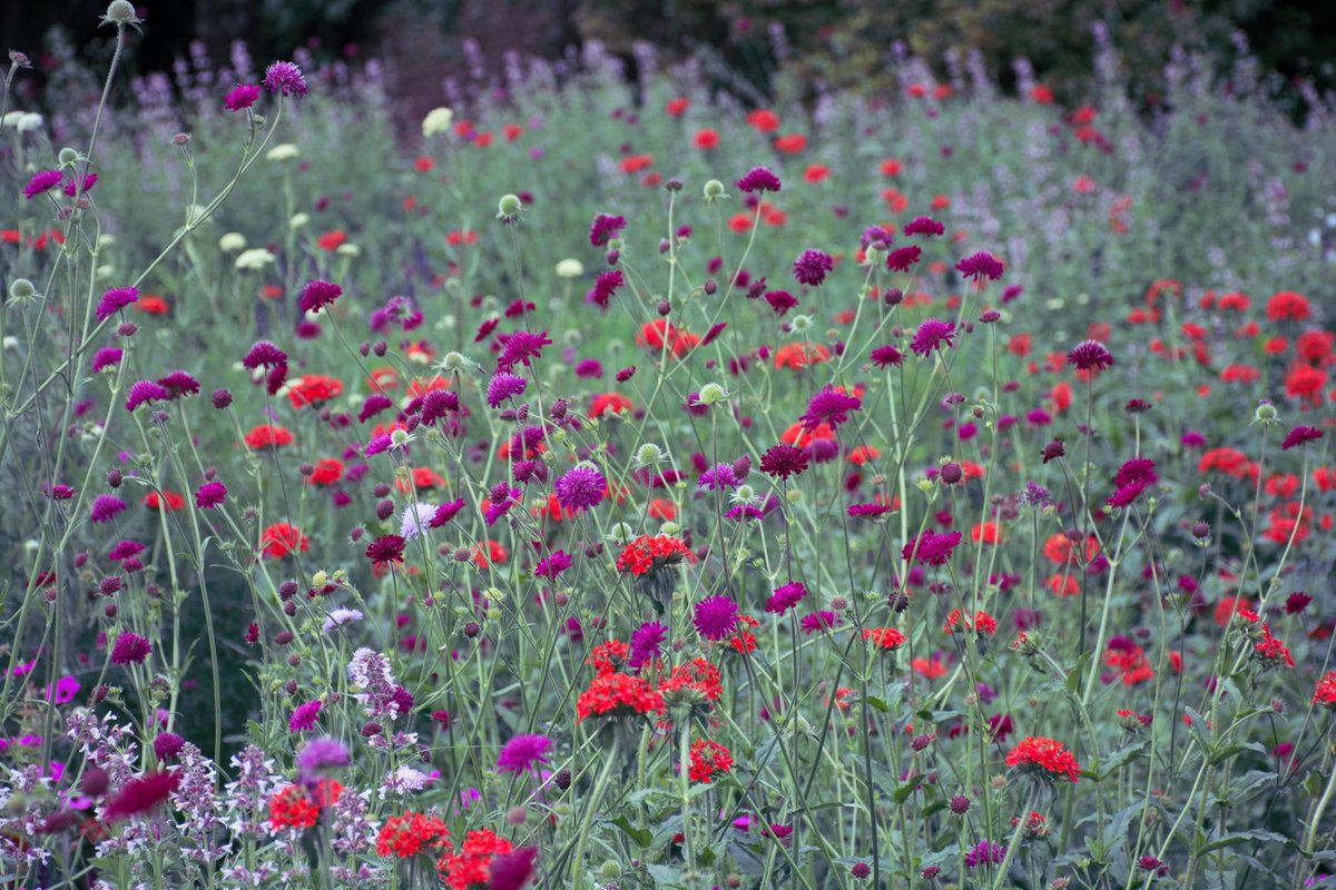 NigelDunnett's tweet photo. In the perennial meadow gardens @TrenthamGardens with red Lychnis chalcedonica, purple Knautia macedonica and mauve Nepeta 'Dawn to Dusk' https://t.co/CtLMaqHoZB