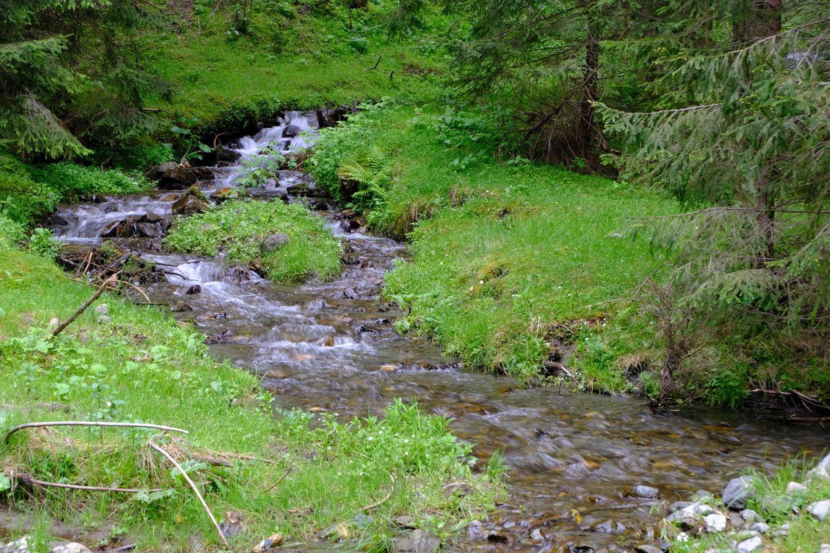 RobertChiorbeja's tweet photo. A small creek

#creek #stream #nature #photography #photographer #stones #grass #green #forest #borca #neamt #romania #moldova #beautiful #fujifilm #fujifilm_xseries #fujifilmxt20 #xt20 #velviafilmsimulation #mountain #forest https://t.co/JvyM3L6fNx