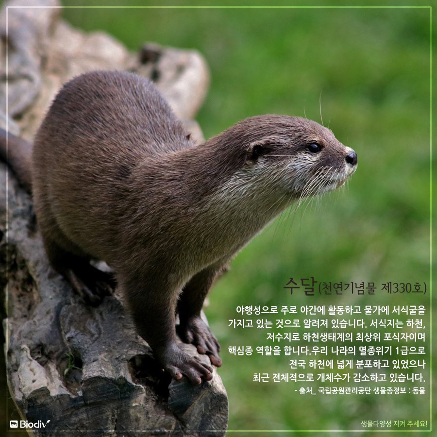 Biodiv_inc's tweet photo. 국립생태원이 ‘#비무장지대(#DMZ, De-militarized Zone)’에 #멸종위기 #야생생물 101종을 포함해 야생생물 5,929종이 서식하는 것을 확인했다고 밝혔습니다. (기사원문-> https://t.co/3BbYFwGiPm)
DMZ에서 발견된 반가운 야생생물들, 어디서든 자주자주 만나게 될 날을 기다려 봅니다. /^^// https://t.co/Ia2unVdiAo