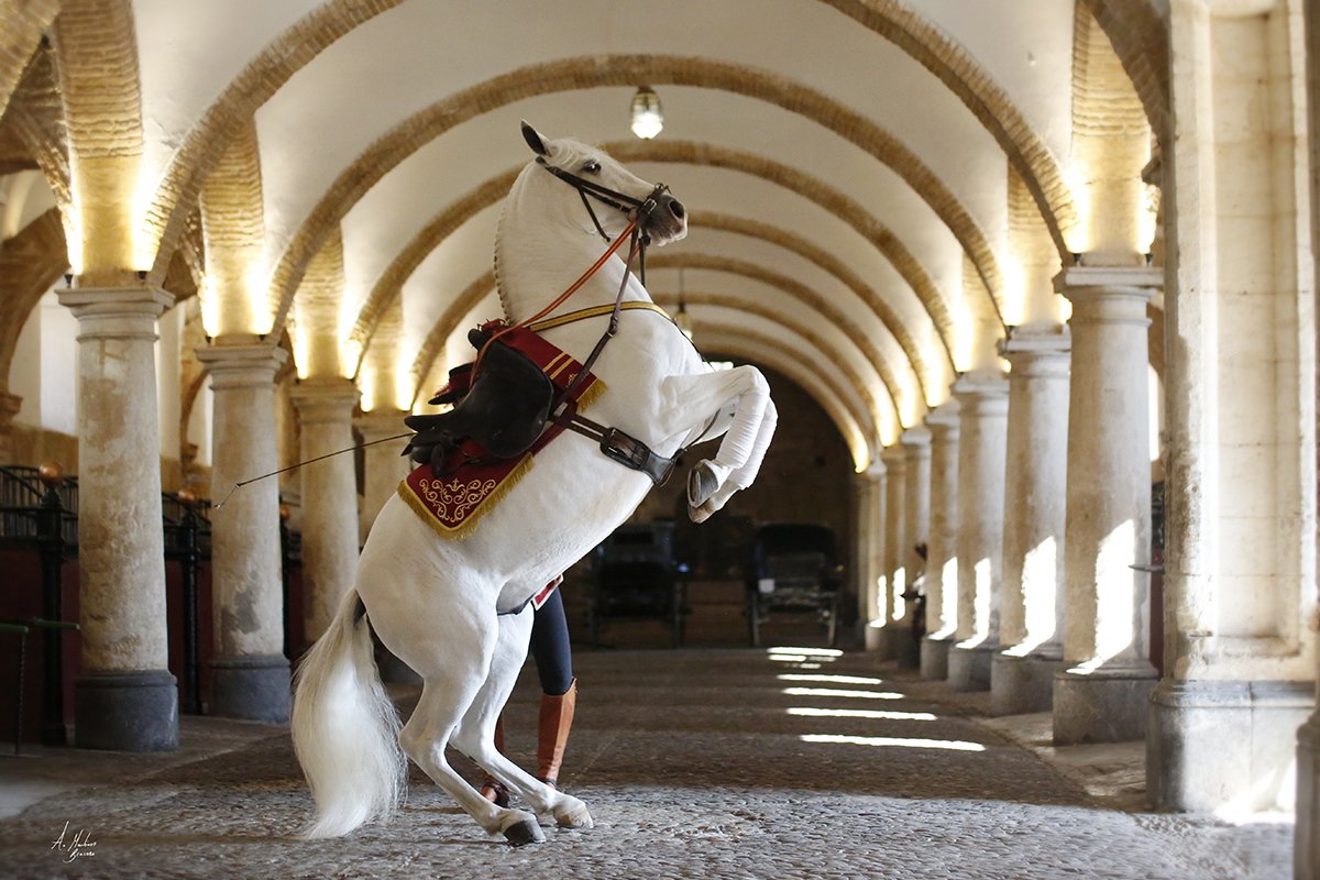 CordobaEcuestre's tweet photo. Si quieres empezar el fin de semana con buen pie, qué mejor manera que ver como se pone el sol durante el espectáculo "Pasión y Duende del Caballo Andaluz" en @CaballerizasCor. A partir de las 21:00 h. ¡No te lo pierdas! 

https://t.co/ry31AghUlT

#cordobaecuestre #CordobaEsp https://t.co/Jc4wI5WGy9