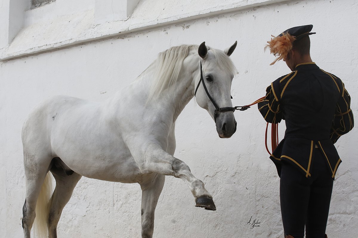 Si quieres empezar el fin de semana con buen pie, qué mejor manera que ver como se pone el sol durante el espectáculo "Pasión y Duende del Caballo Andaluz" en <a href="/CaballerizasCor/">Caballerizas Reales</a>. A partir de las 21:00 h. ¡No te lo pierdas! 

bit.ly/2tOozrT

#cordobaecuestre #CordobaEsp