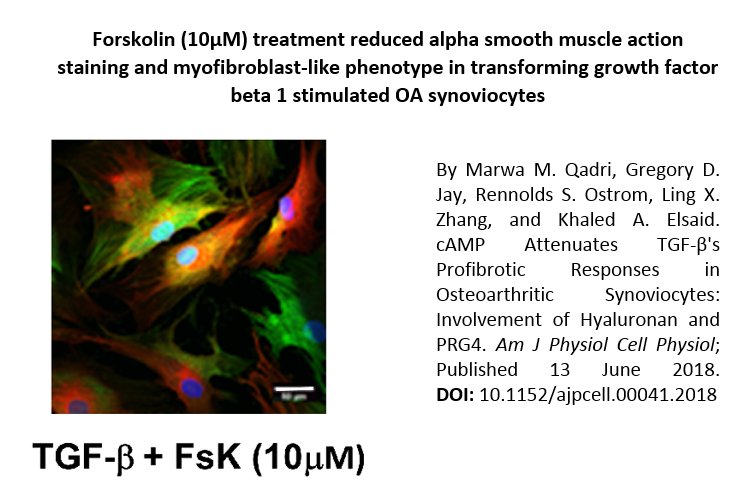 Check out this #ImageOfTheWeek from this research article about the #antifibrotic effect of cAMP in #osteoarthritic synoviocytes: ow.ly/I33E30kvRYY
