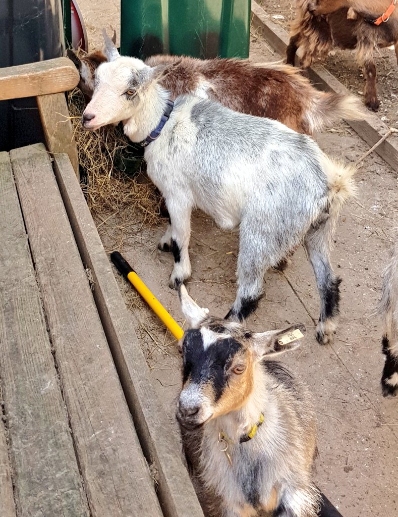 varndeangoats's tweet photo. Test 3 - hay. A slow burning 3 hours 46 minutes of steady munching. #goatscience https://t.co/v7G4tEZAmd