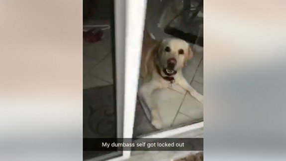 BreakingEmNews's tweet photo. Very good dog opens the door for owner after she gets locked out... https://t.co/yXWJRrH5Nm