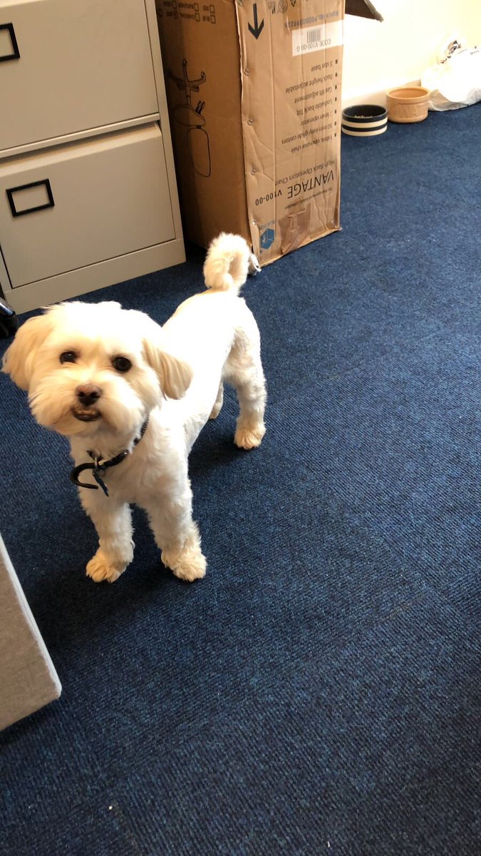 ACM_Cardiff's tweet photo. Work mascot helping answer your calls for any non fault accidents!! #cardiff #barry #bridgend #bristol #newport #car #taxi #van #nonfault #accident #hirecar #hirevehicle #vehiclerecovery #crash #replacementcar #likeforlike #swansea #neath #porttalbot #llanelli โ๏ธ02920003282 https://t.co/PCEVK9GMKS