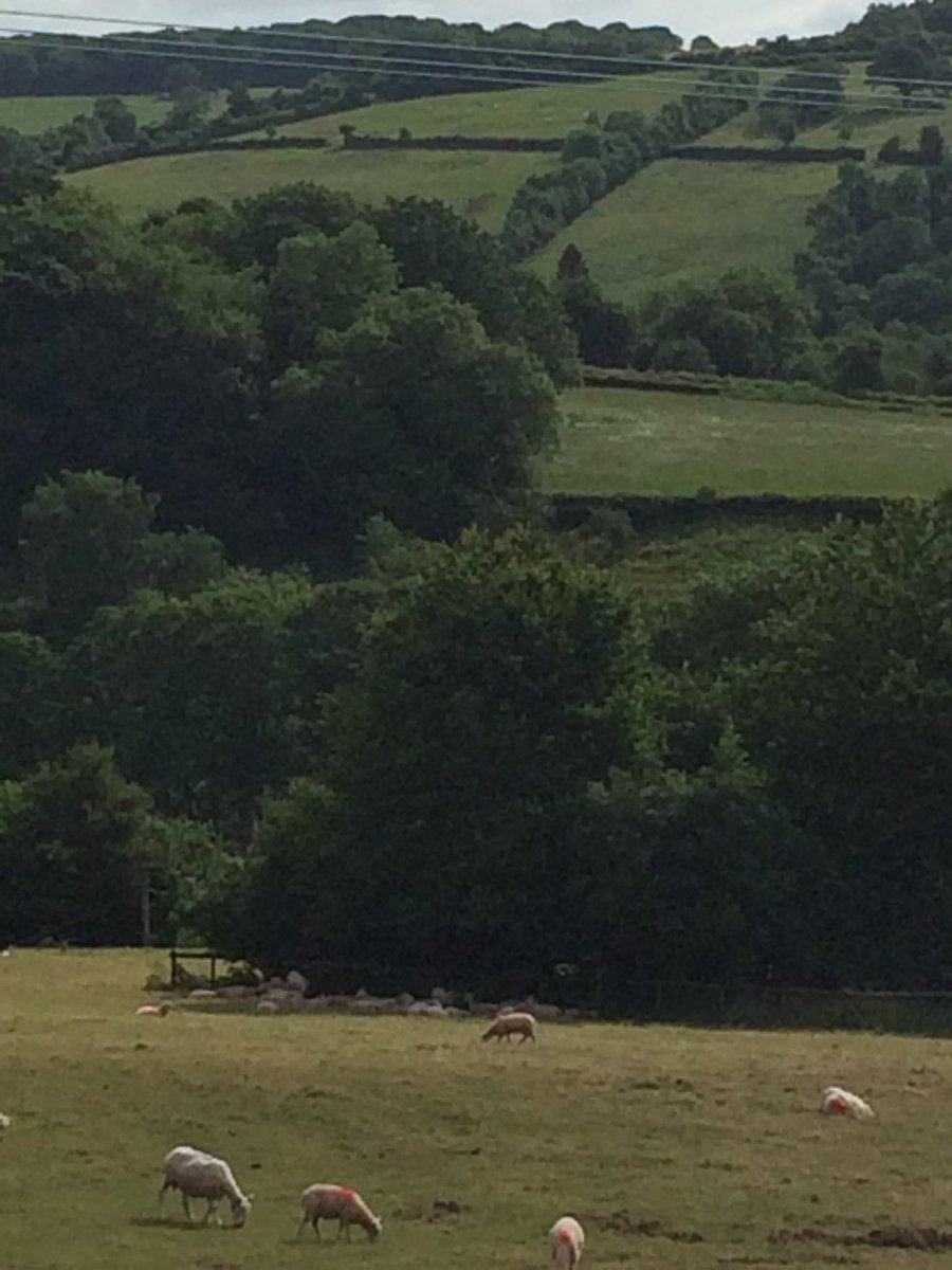 Bramptons Primary tweet media