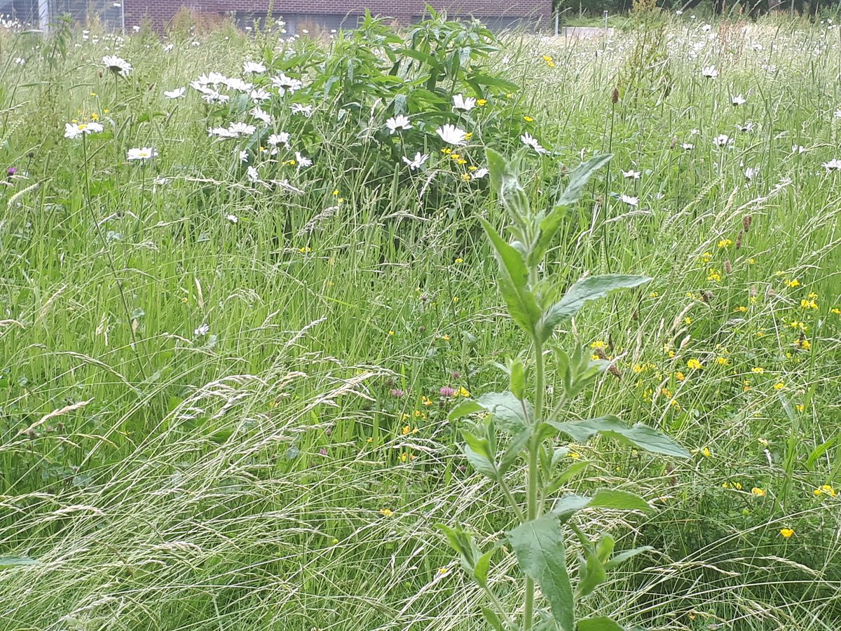Relaxing start to a Friday morning, with an impromptu nature walk around Peel Park before my lab meeting