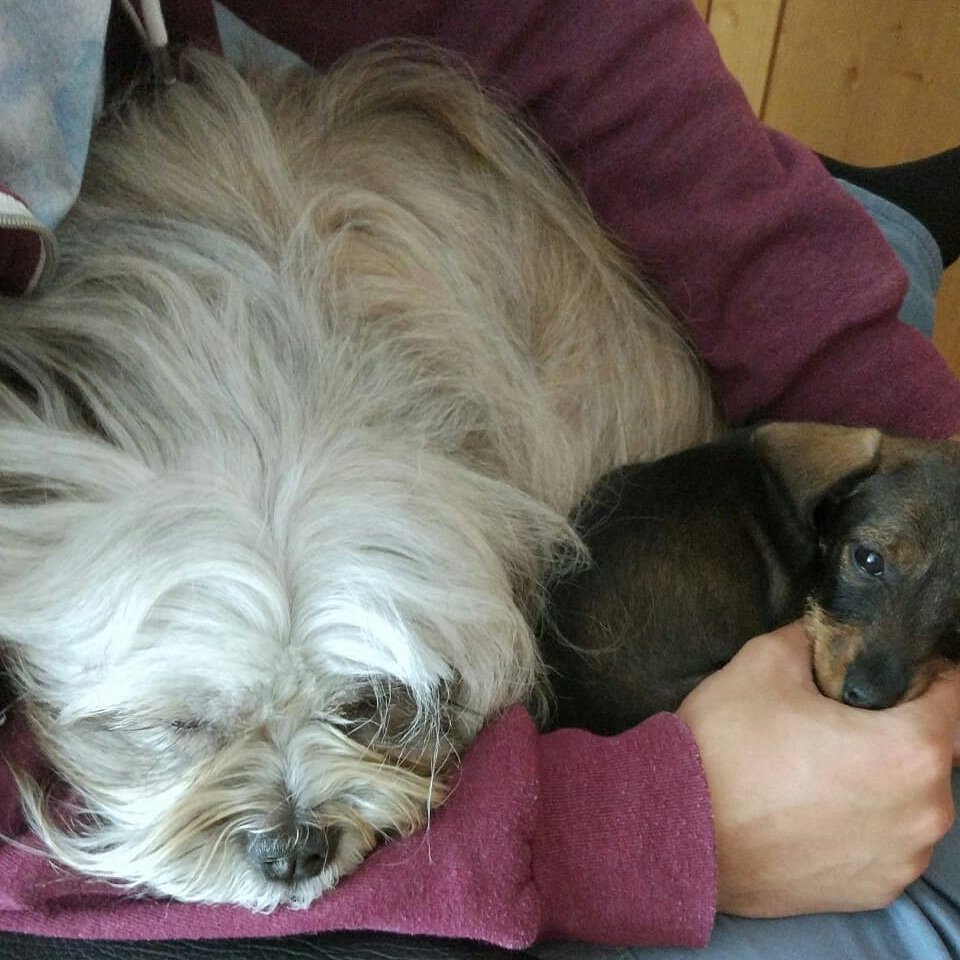 jolandagriet's tweet photo. Mica en Milou lekker samen slapen https://t.co/4H4iCSlqpO