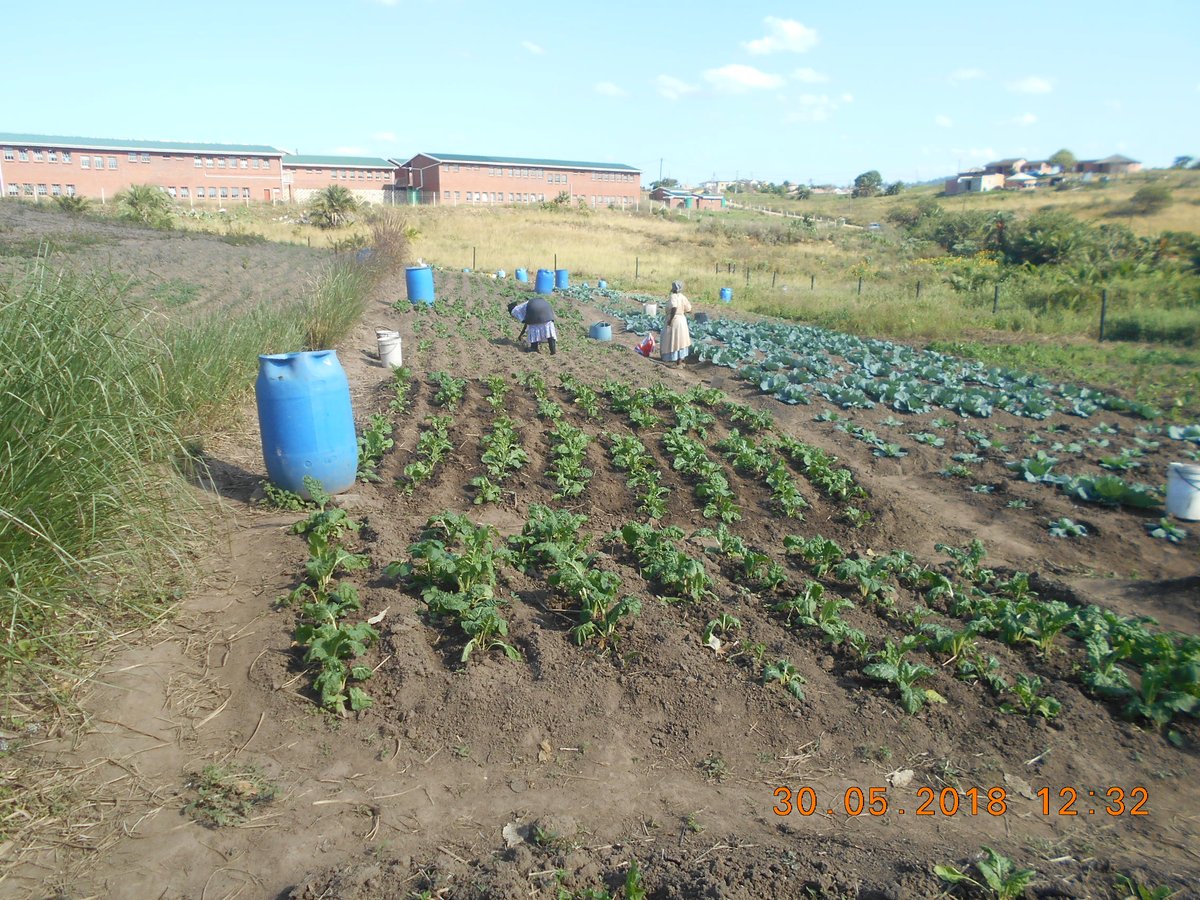 ftfa's tweet photo. Zimisele Garden in Folweni, eThekwini is expecting a variety of crops to be harvested during winter. The farmers have practised very good soil conditioning techniques which have resulted in healthy crops. #MarketGardens #WhatDevelopmentLooksLike https://t.co/OLFd9cj6hx