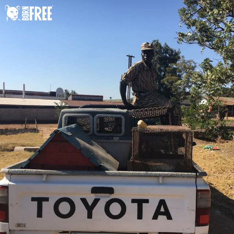 BornFreeFDN's tweet photo. MOST SUCCESSFUL RESCUE TO DATE: our dear friends, Zambia Primate Project, have gone above &amp; beyond with their latest rescue -  this time for 9 illegally kept monkeys. 

Read the full story here: https://t.co/BogrK8F0hq #KeepWildlifeInTheWild #CompassionateConservation 🐒 https://t.co/NWdSbiJ9pR