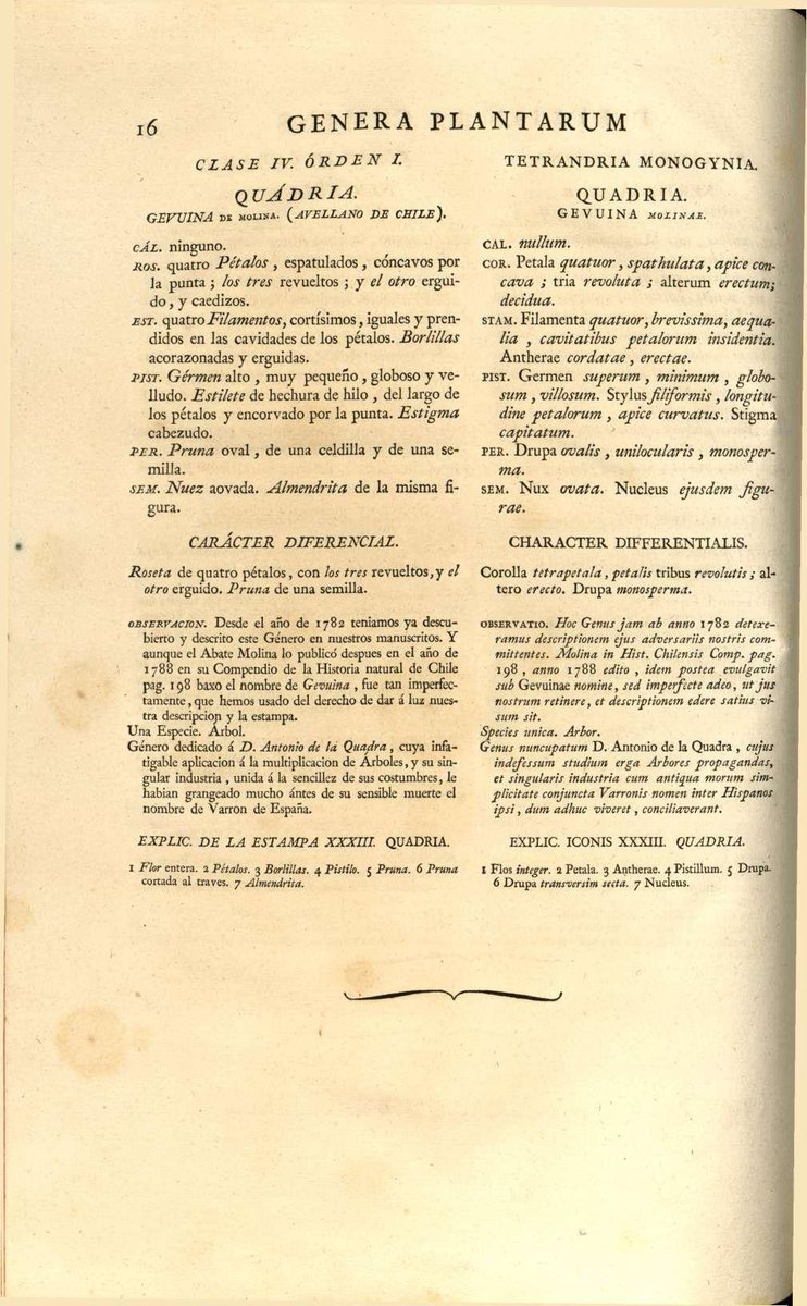 Biblioteca_RJB's tweet photo. #Quadria Ruiz &amp; Pav. 1794 (#Proteaceae) "Género dedicado á D. Antonio de la Quadra, cuya infatigable aplicacion á la multiplicacion de Árboles [...] le habian grangeado mucho ántes de su sensible muerte el nombre de Varron de España"-- Fl. Peruv. Prodr. #EponymFriday #FelizFinde https://t.co/gS2TDe4W6O