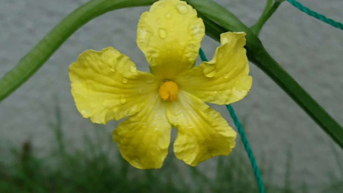 きゅうりの花 きゅうりの花