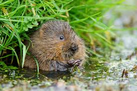 #saveourwatervoles #michaelgove Farmers are directly penalised for leaving a strip of water vole habitat along a riverbank. I know, its happened to me this year.Wake up, Mr Gove, you can stop this now.(image flickr.com  labelled for reuse)