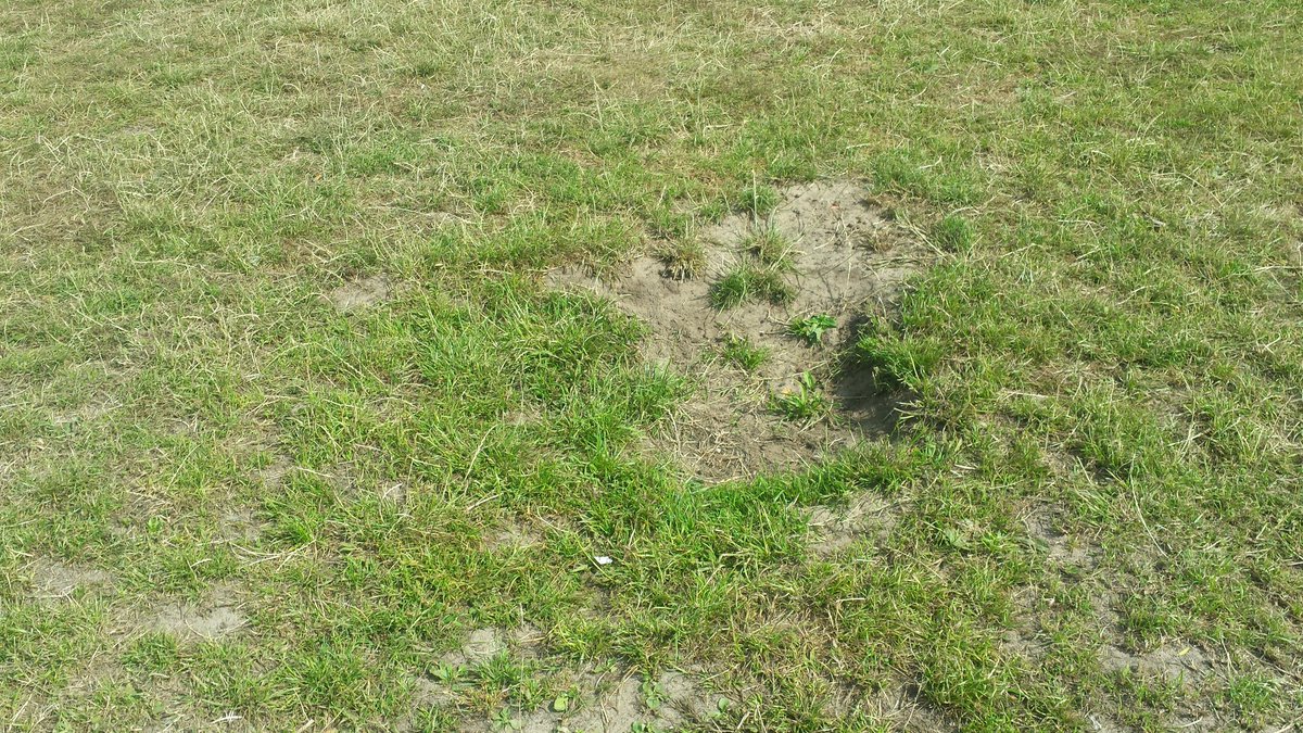 LeistraAlex's tweet photo. even stukje het veld op ,toch wel jammer hoe het er nu bij ligt !! Pas op de diepe gaten #BENEBREKEN #GROENESTER https://t.co/zC1xj6UxiE