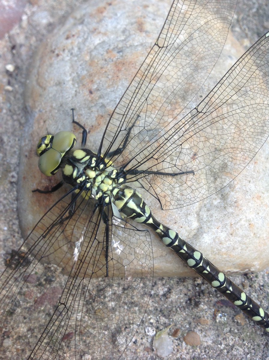 ReptonLibrary's tweet image. Possibly one of the most beautiful creatures ever to grace the Library steps - a dragonfly, resting in windy conditions.