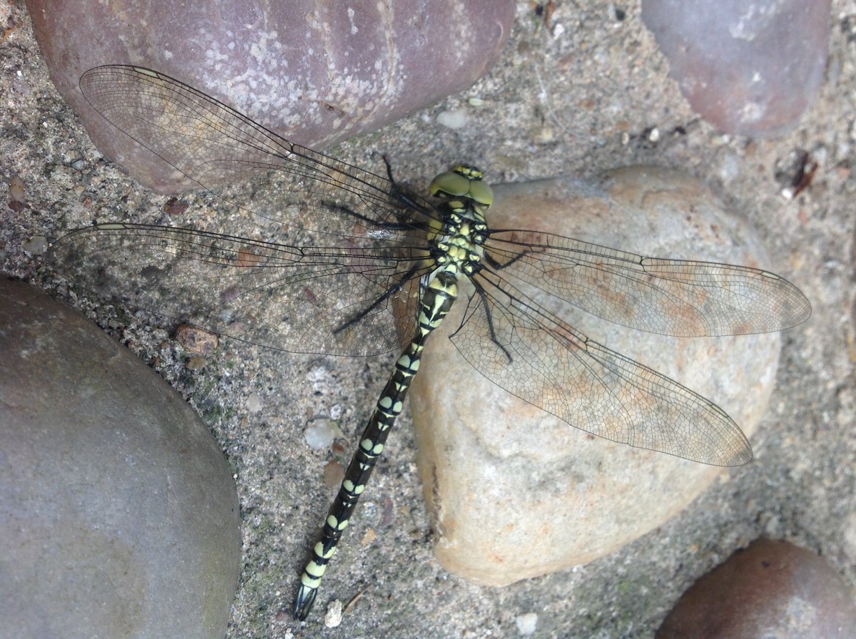 ReptonLibrary's tweet image. Possibly one of the most beautiful creatures ever to grace the Library steps - a dragonfly, resting in windy conditions.