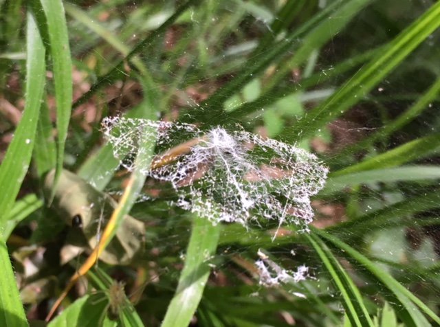 NEDorstHantsIOW's tweet photo. The ghost of a speckled wood butterfly that briefly landed in a spiders web in Crab Wood SSSI before flying away (a few hairs and scales lighter) - what do you make of that @savebutterflies @DJHbutterflies? https://t.co/OdY9IkJlbJ