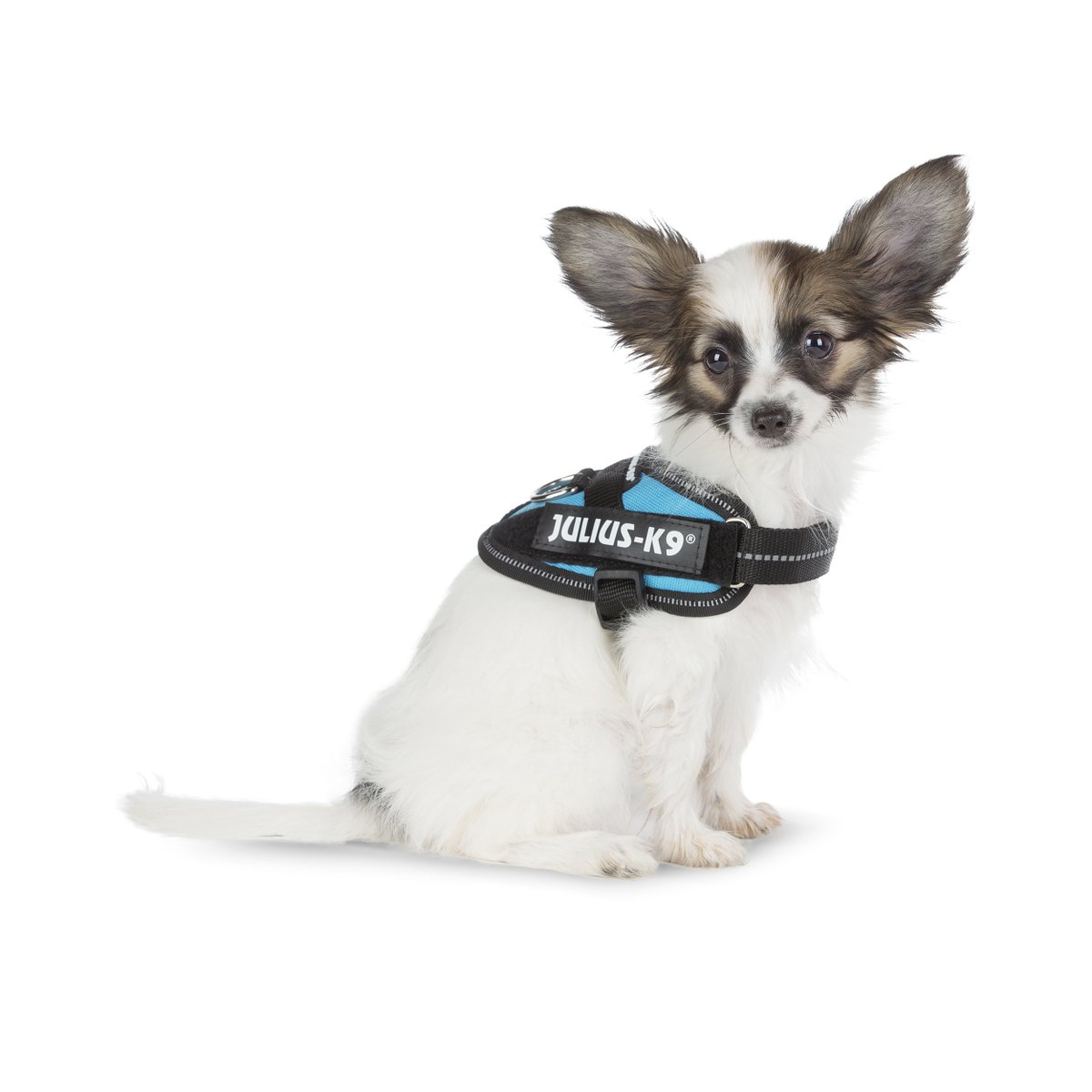 JuliusK9es's tweet image. Los mas peques y los mas guapos del barrio con el arnés IDC #Juliusk9 @JuliusK9es  ow.ly/tBOr30keOWE