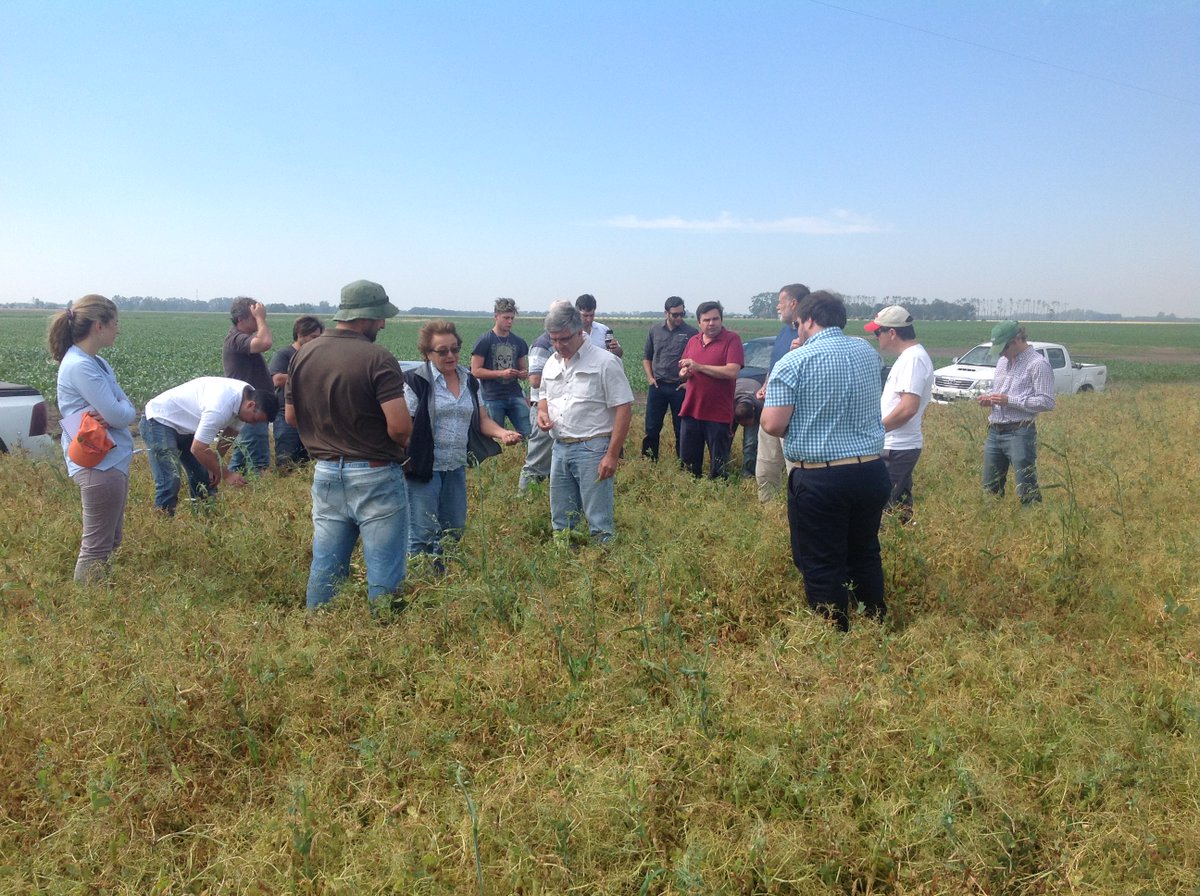 Grupo_LosGrobo's tweet photo. #PostalesGrobo: Jornada técnica a campo sobre Arveja Amarilla. Zona Alberti/Chivilcoy. Conocimientos para la producción de alimentos: https://t.co/c1Mn8rLqPf https://t.co/6V7a8nn6LY
