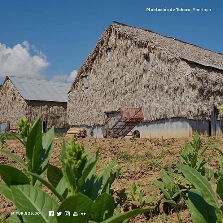 TurismoRD's tweet photo. La esperanza reverdece con cada renuevo germinado, anunciando la cosecha, canto sagrado de la naturaleza. https://t.co/MEbq07BZeN