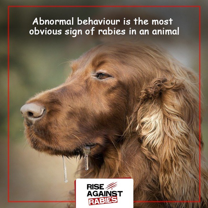 Rise Against Rabies tweet media