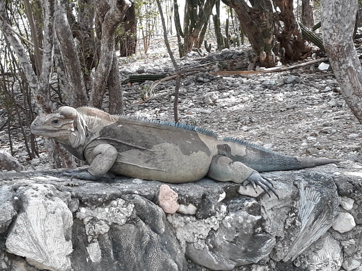 Ayer disfruté de la compañía y belleza de estas iguanas en #LaDescubierta son increiblemente hospitalarias e inofensivas.  Dar la vuelta al #LagoEnriquillo debe ser un #Mustto en la vida de todo dominicano. #TurismoInterno de calidad y económico.