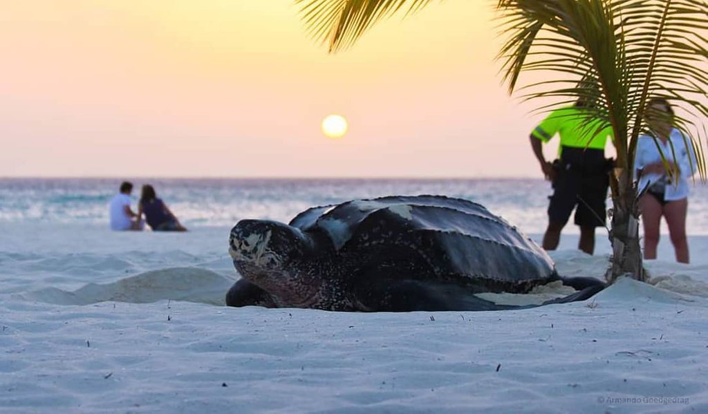 Every year Aruba receives and protects our most majestic visitors. Seeing them hatch(..and return) is a lifetime experience! So keep an eye out, stay behind the barricade and please don't touch them! 

Pic by @artmando_multimedia
#aruba #discoveraruba #onehappyisland #turtles