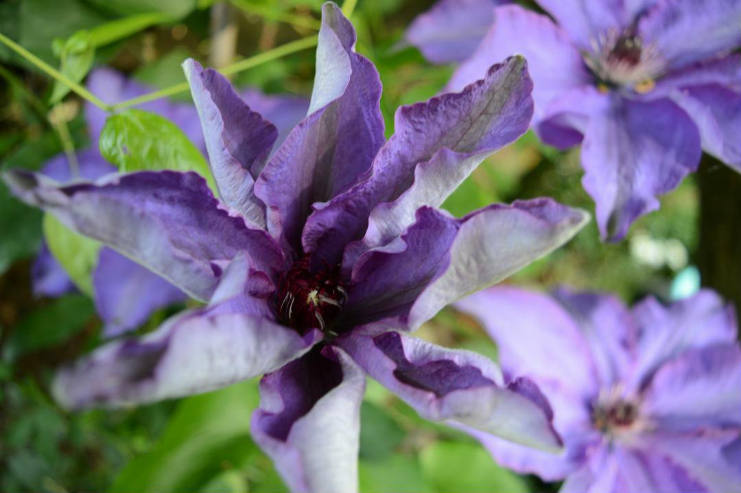 Beautiful purple flower we spotted on a site visit! #flowerpower #beautiful #FlowerFriday #garden #nature #floral #love #spring #purple