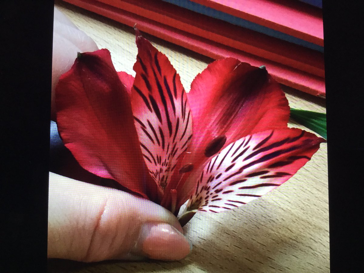 Y6WillowClass's tweet photo. We have been looking at the different parts of flowers #science #plants #flowers #art https://t.co/wOWb7icSIR