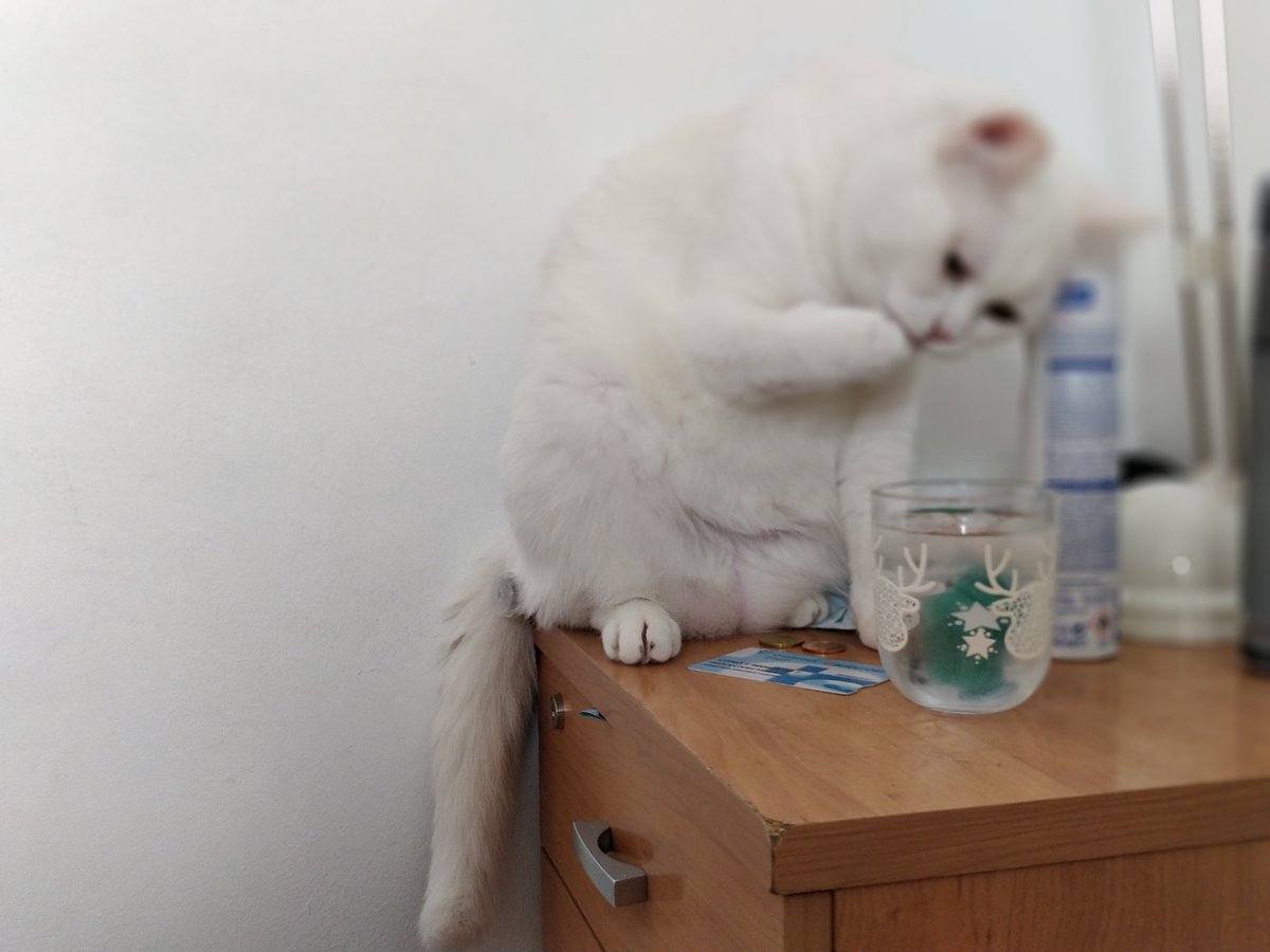wextia's tweet photo. @innesmck Here, my kitty hydrating herself to help you rest❤️ https://t.co/Jh49JzxUgZ