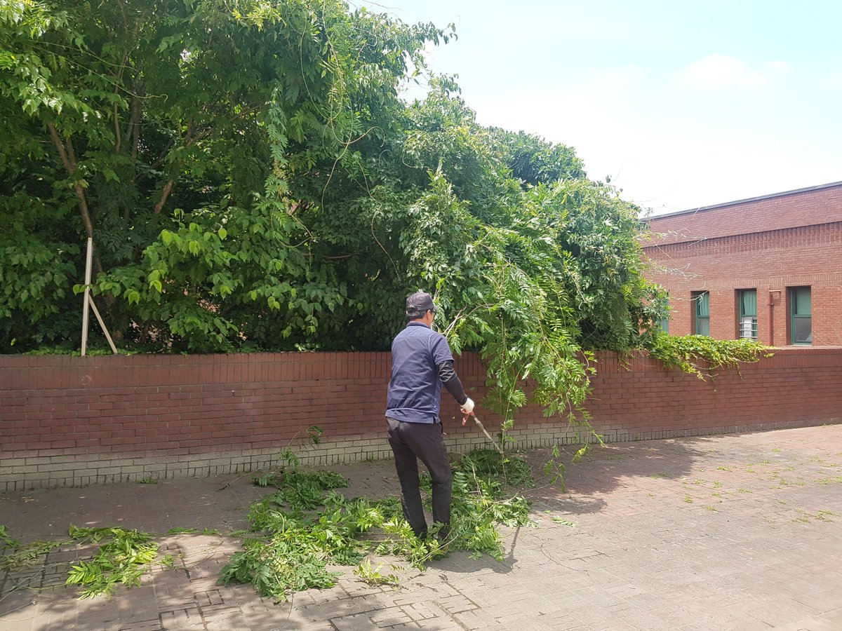 loveelife83's tweet image. #평생학습원 내 등나무쉼터의 등나무 등 교목 전정작업을 진행하였습니다.  조경수목의 건실한 생육을 도모하고 쾌적한 녹지환경을 조성하도록 조경유지관리를 하겠습니다.
#도서관지원과