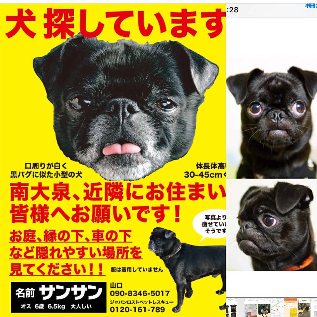 迷子犬サンサン