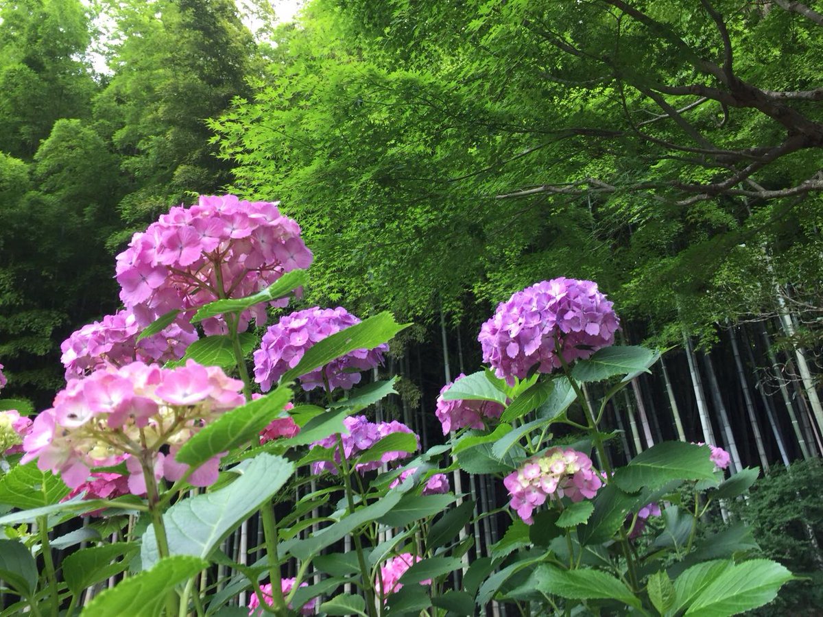 InsideJapan's tweet image. Enjoying Kamakura's stunning hydrangea season: goo.gl/geWhM5

#Kamakura #Hydrangea #JapanInBloom