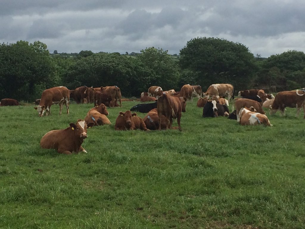 TeagascBeef's tweet photo. Pics from today's @teagasc GRASS10 farm walk on the Winner of the Beef Grassland Farmer of the year farm - Ger Dineen, Macroom, Co Cork #beeftechtransfer https://t.co/rKIKosLMQL