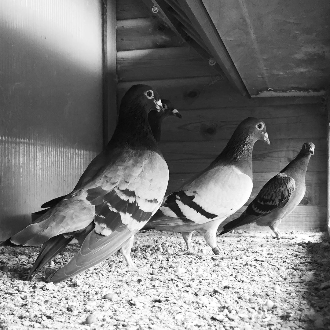 DoubleElephant's tweet photo. Such a fascinating interview with 95-year-old Bob Reeves who remembered Charlie Brewer and #MaryOfExeter well, took part in the D-Day landings and has kept #pigeons all his life. 
Interviewed by Joesph from Freefall Exeter as part of our @heritagelottery ongoing project.
#HLF https://t.co/8l0vGXlXti
