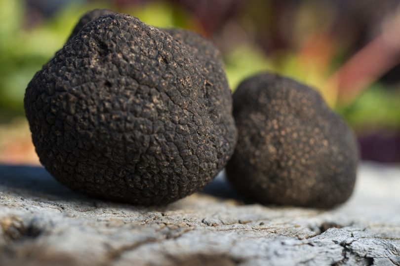 RegionCanberra's tweet photo. #ContentiousCharacter is launching truffle season in style, with specially designed menus and a range of tantalising truffle-filled events https://t.co/NnCDoNacXd https://t.co/3DhGyQZDmZ