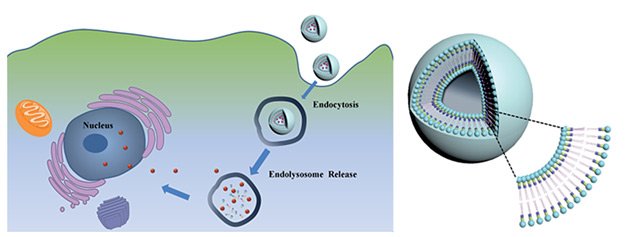 CCCientifica's tweet photo. Un equipo de investigadores ha desarrollado una forma sencilla de construir fosfolípidos que pueden autoensamblarse formando esferas huecas y que son capaces de liberar fármacos anticáncer solo cuando están dentro del lisosoma de las células cancerígenas https://t.co/wRMeG54Eud https://t.co/R3z0OT1maP