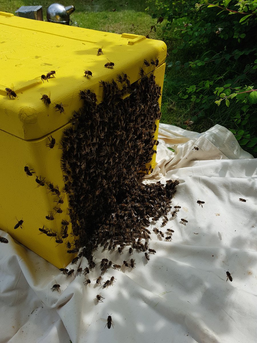 Beekeeperjools's tweet photo. Chased them down the road 500m and waited for them to settle. Now in the nuc. Take them to isolation later today. Seem good natured and are very dark https://t.co/b9ydONb08K