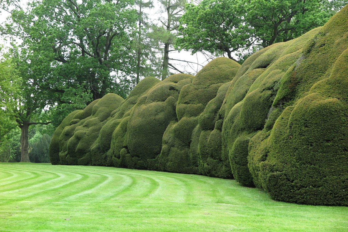 dodplacegdns's tweet image. Our yews have just been described as 'looking like something from Easter Island'.  Come &amp;amp; judge for yourself on Sunday.  Open 11-5.
