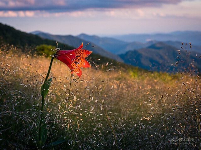 Happy world nature photography day! This is a rare Gray's Lilly growing on the bales of Roan Mountain enjoying the beautiful scenery 😁 .
.
#grayslily #roanmountain #flower_perfection #rareflower #Appalachian_explorers #etwe #onlytennisee #tricities #… ift.tt/2tcgYzE